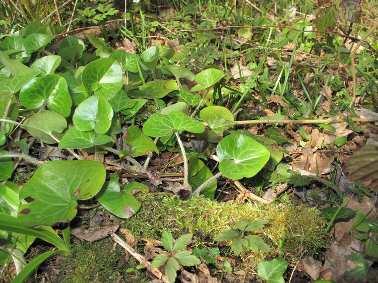 Asarum europaeum